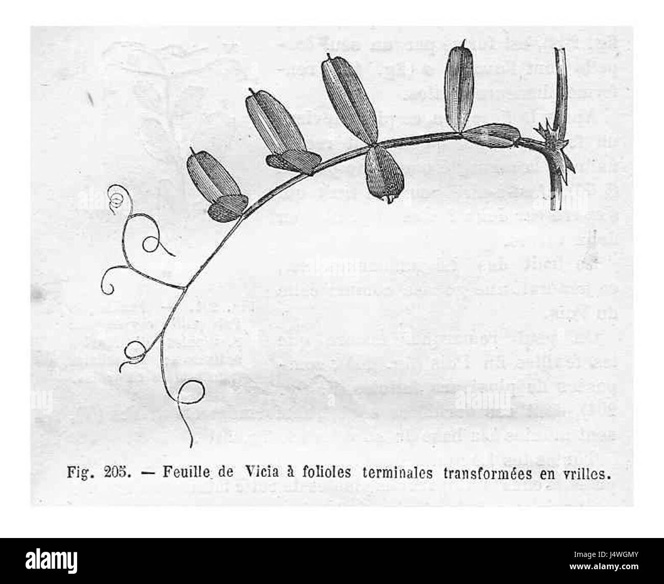 Leguminous plants Black and White Stock Photos & Images - Alamy