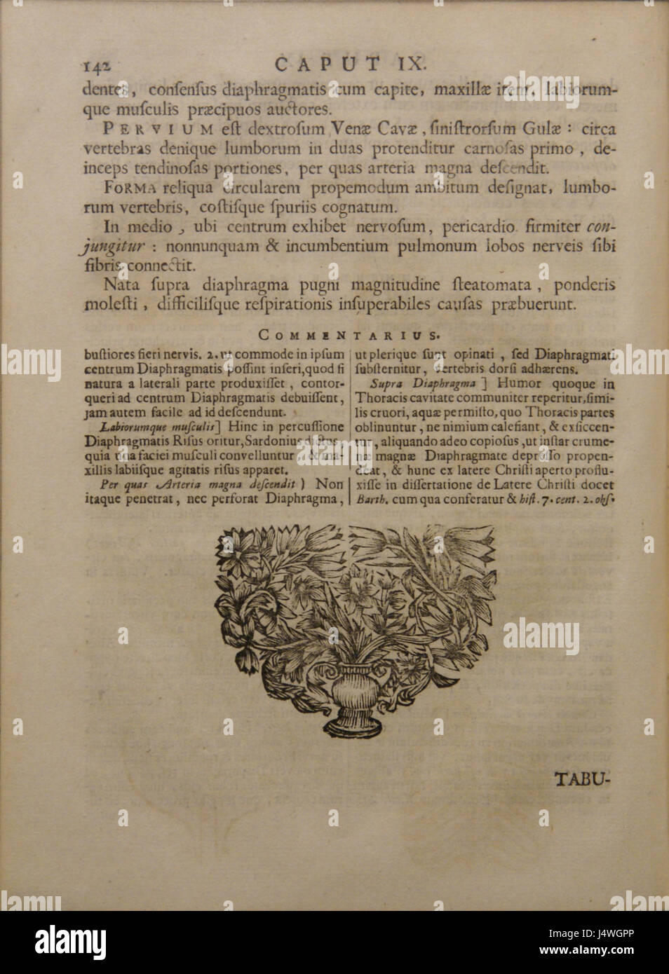 Scriptum Anatomy 'Syntagma Anatomicum' by Vesling is an influential anatomical text from ...