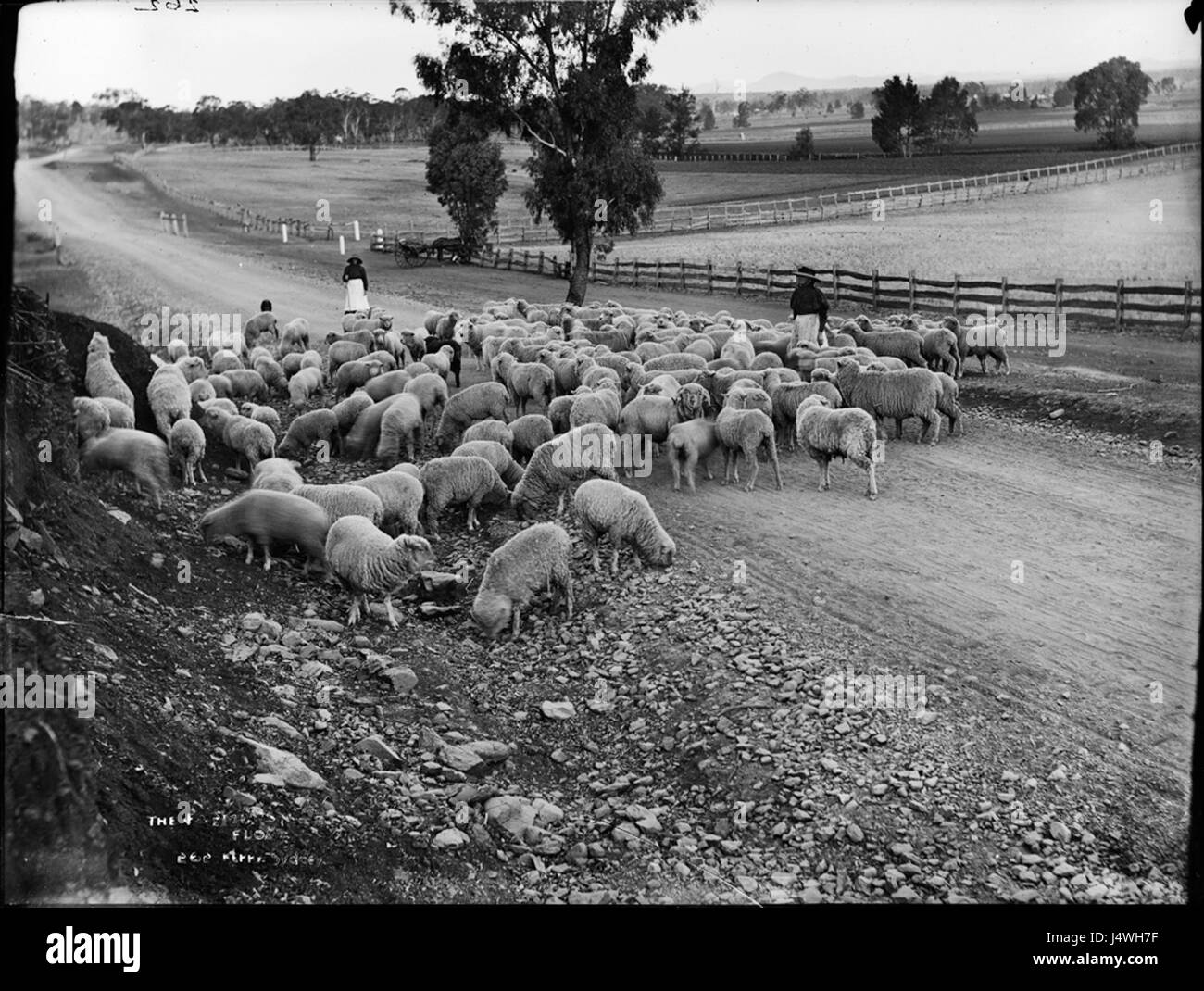 The farmer's flock from The Powerhouse Museum Collection Stock Photo