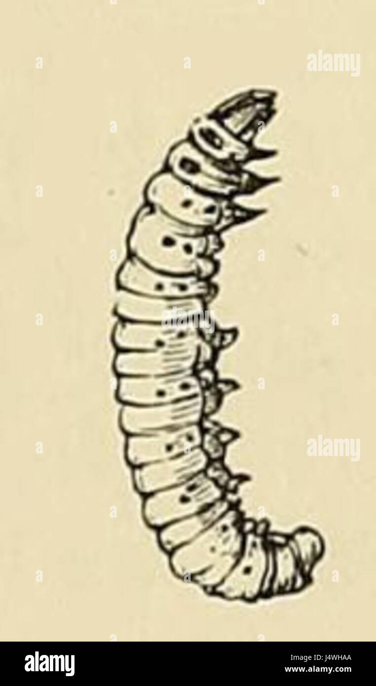 Vitula edmandsii larva Stock Photo