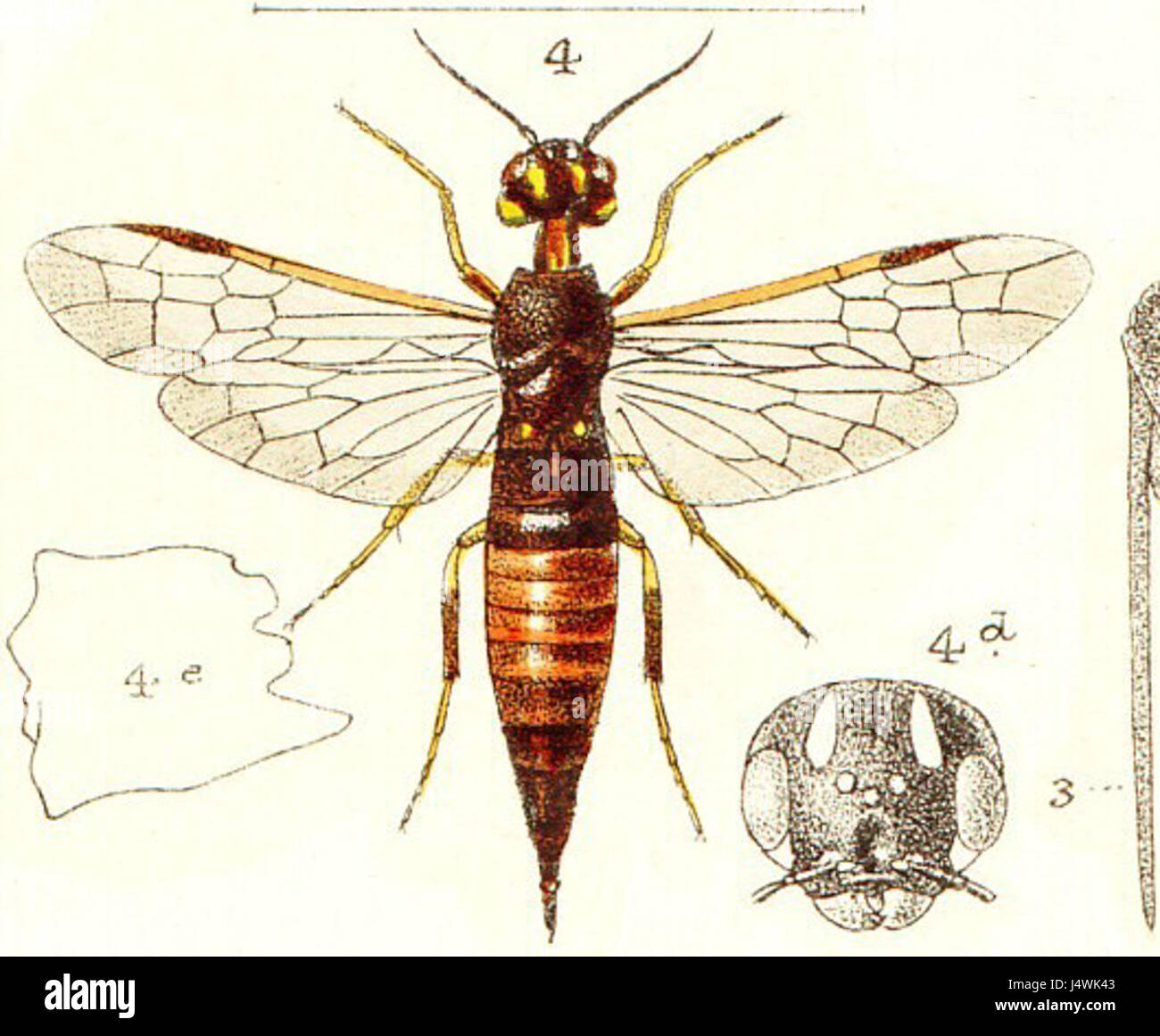 Xiphydria prolongata is a species of woodwasp found in various parts of the world, primarily recognized for its long body and distinct appearance, contributing to the biodiversity of the insect world. Stock Photo
