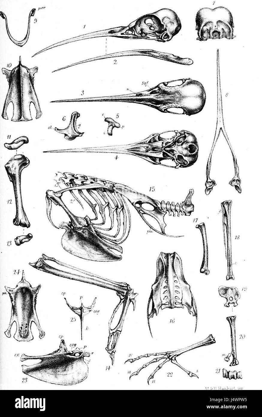 Upupa epops skeleton 1873 Stock Photo