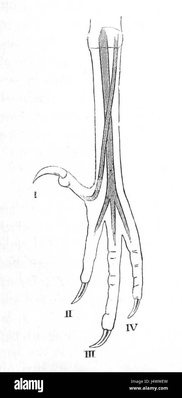 Typical Passerine foot 1881 Stock Photo