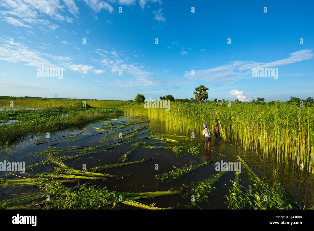 Jute cultivation hires stock photography and images Alamy