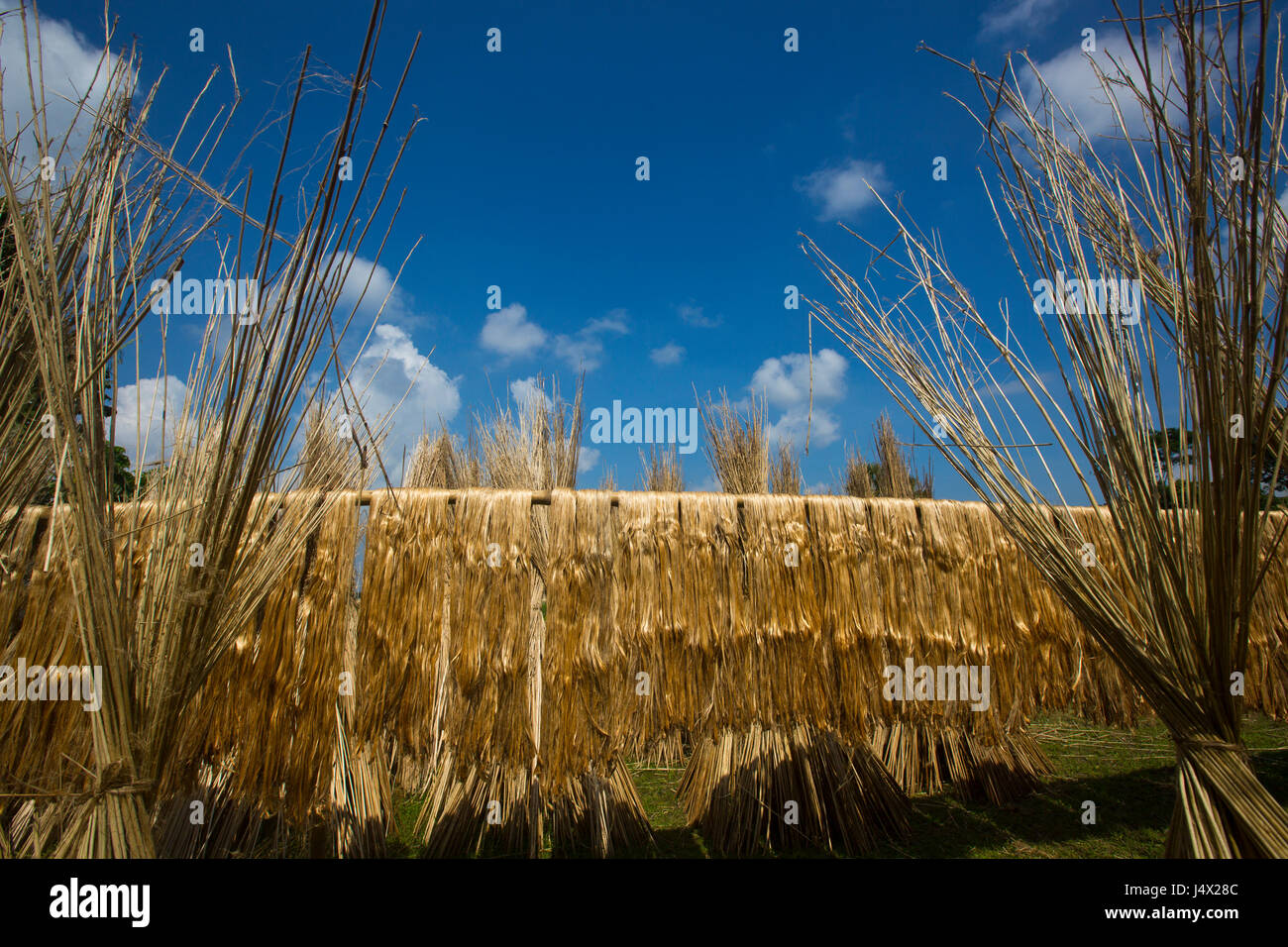 Jute production hi-res stock photography and images - Alamy