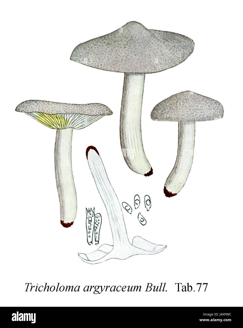 Tricholoma argyraceum Icon Mycol. Tab 77 Stock Photo