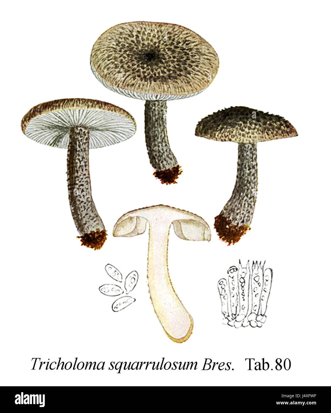 Tricholoma squarrulosum Icon Mycol. Tab 80 Stock Photo