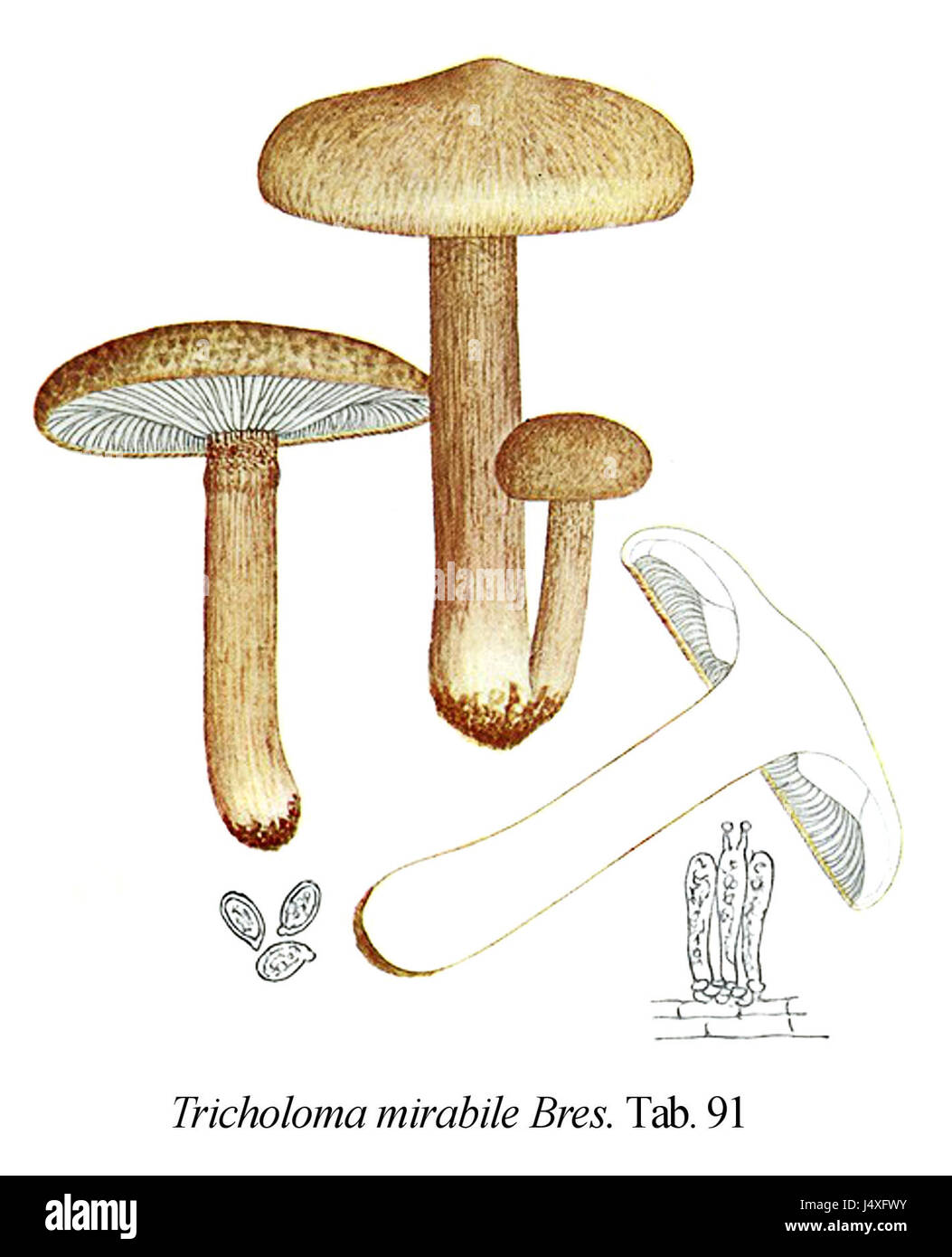 Tricholoma mirabile Icon Mycol. Tab 91 Stock Photo