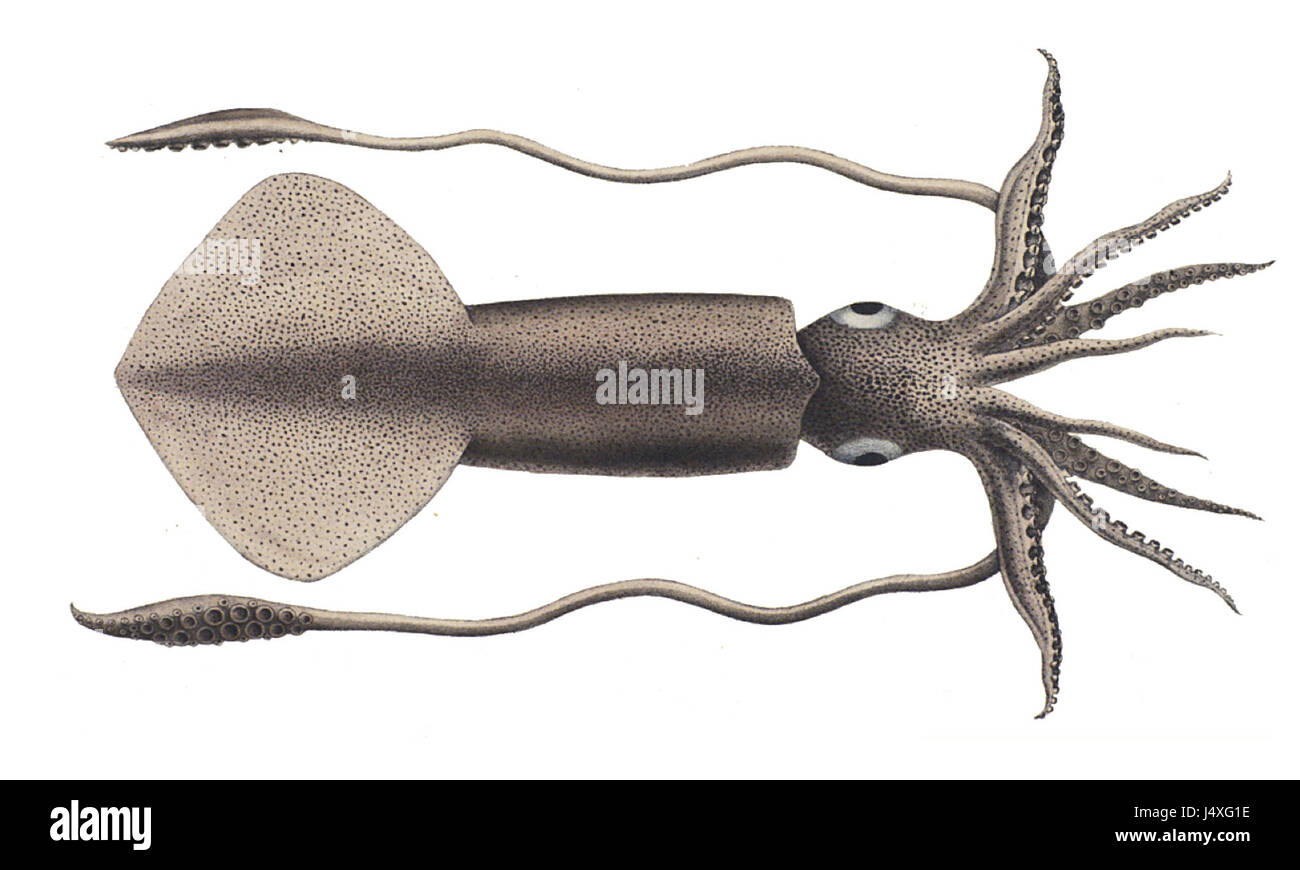 Todarodes sagittatus is a species of squid found in the Mediterranean and surrounding waters. It is recognized for its commercial importance and its role in marine ecosystems as a predator and prey species. Stock Photo