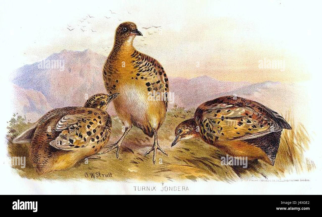 Turnix hires stock photography and images Alamy