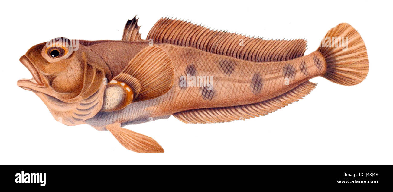 Trematomus bernacchii, commonly known as the Antarctic toothfish, is a species found in the Southern Ocean. It is known for its adaptation to cold environments and its role in the Antarctic marine ecosystem. Stock Photo
