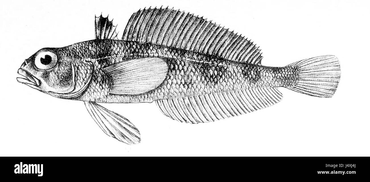 Infestation dynamics between parasitic Antarctic fish leeches  (Piscicolidae) and their crocodile icefish hosts (Channichthyidae) | bioRxiv, image size:1300x639