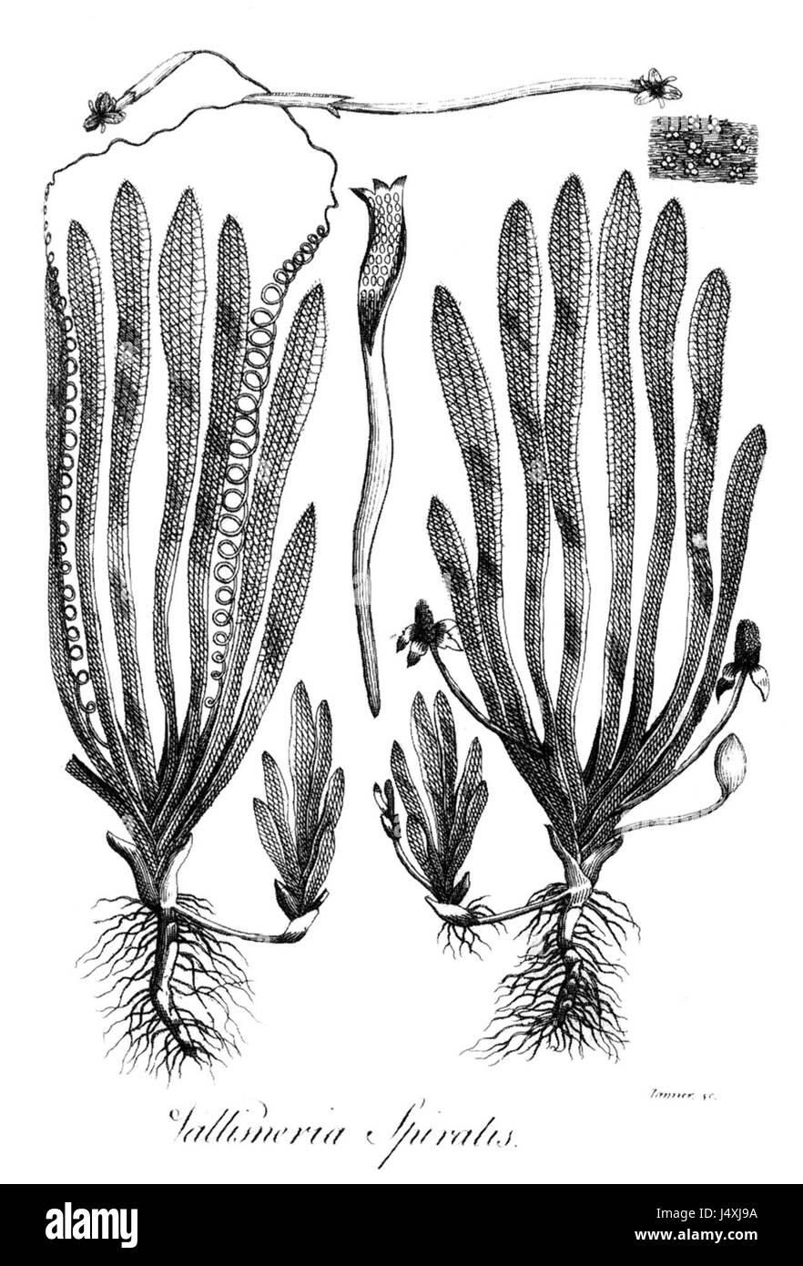 Vallisneria spiralis Erasmus Darwin 1789 Stock Photo