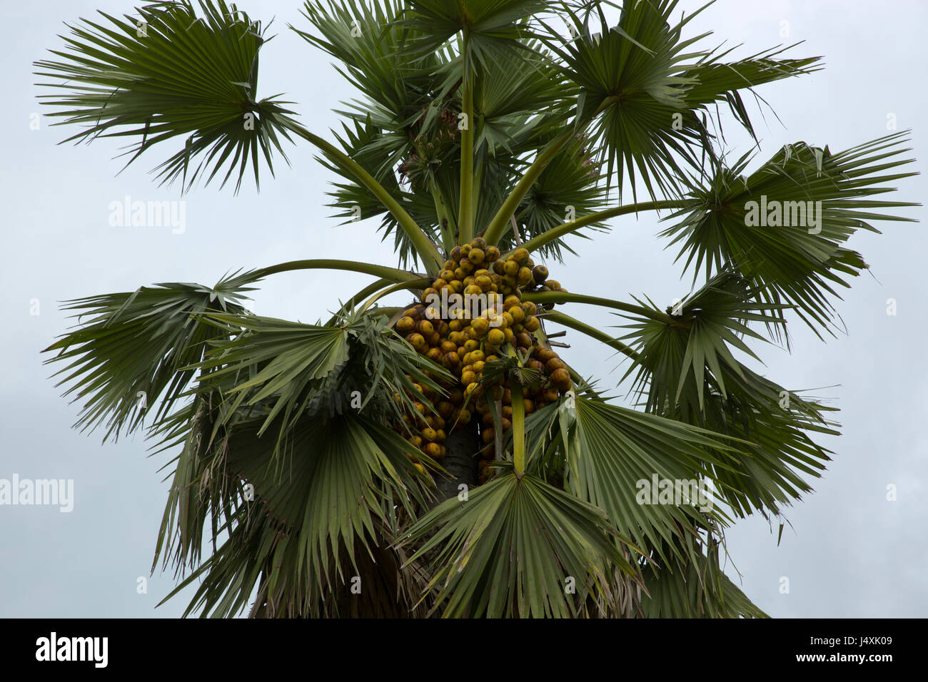 Palmyra Palm Stock Photos & Palmyra Palm Stock Images Alamy