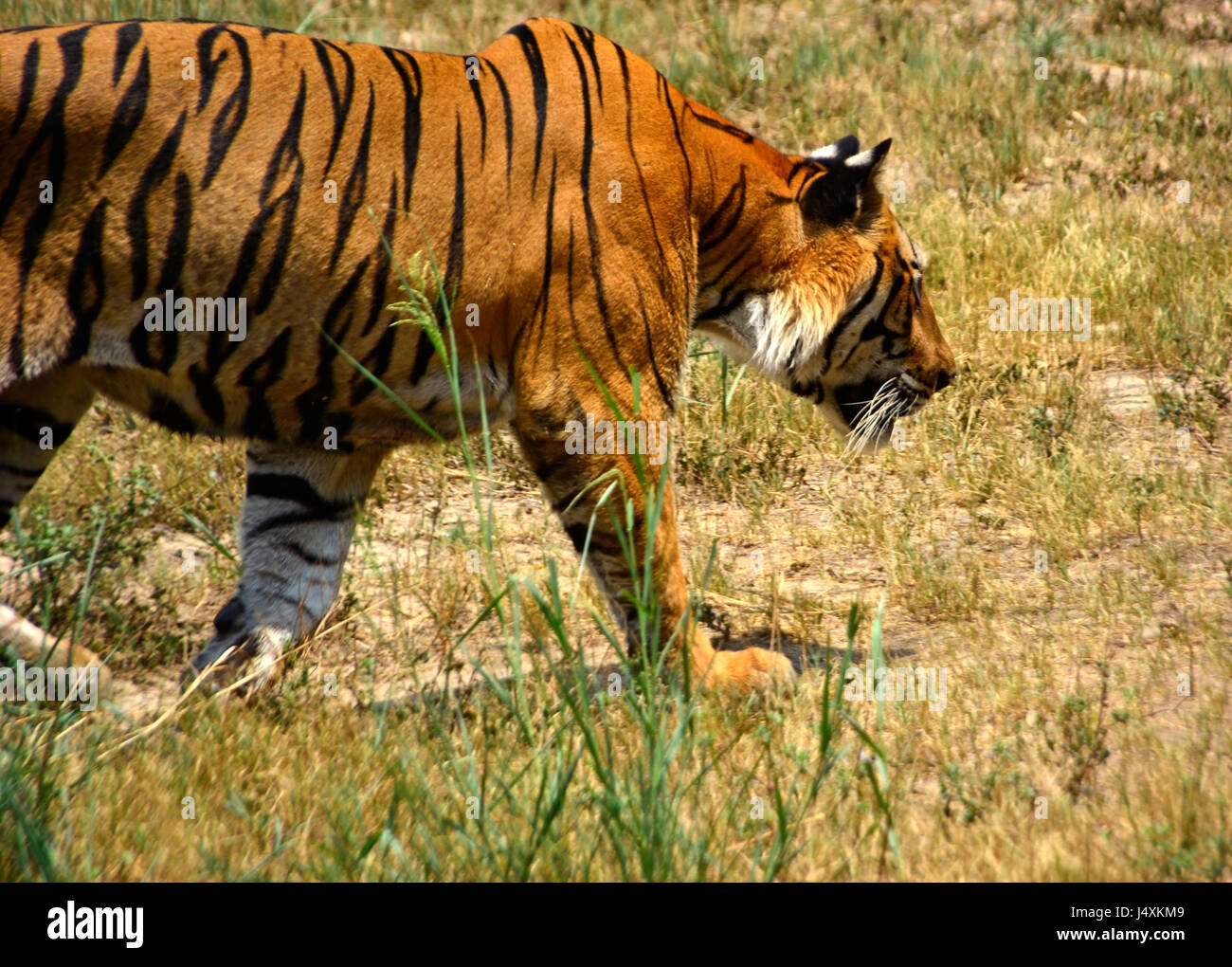 The Royal Bengal Tiger Stock Photo