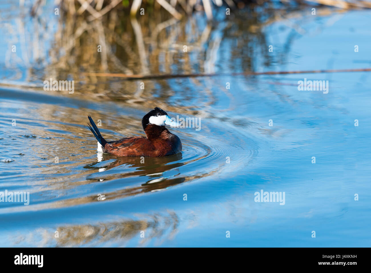 Ruddy Duck in a prairie lake, Alberta Canada Stock Photo