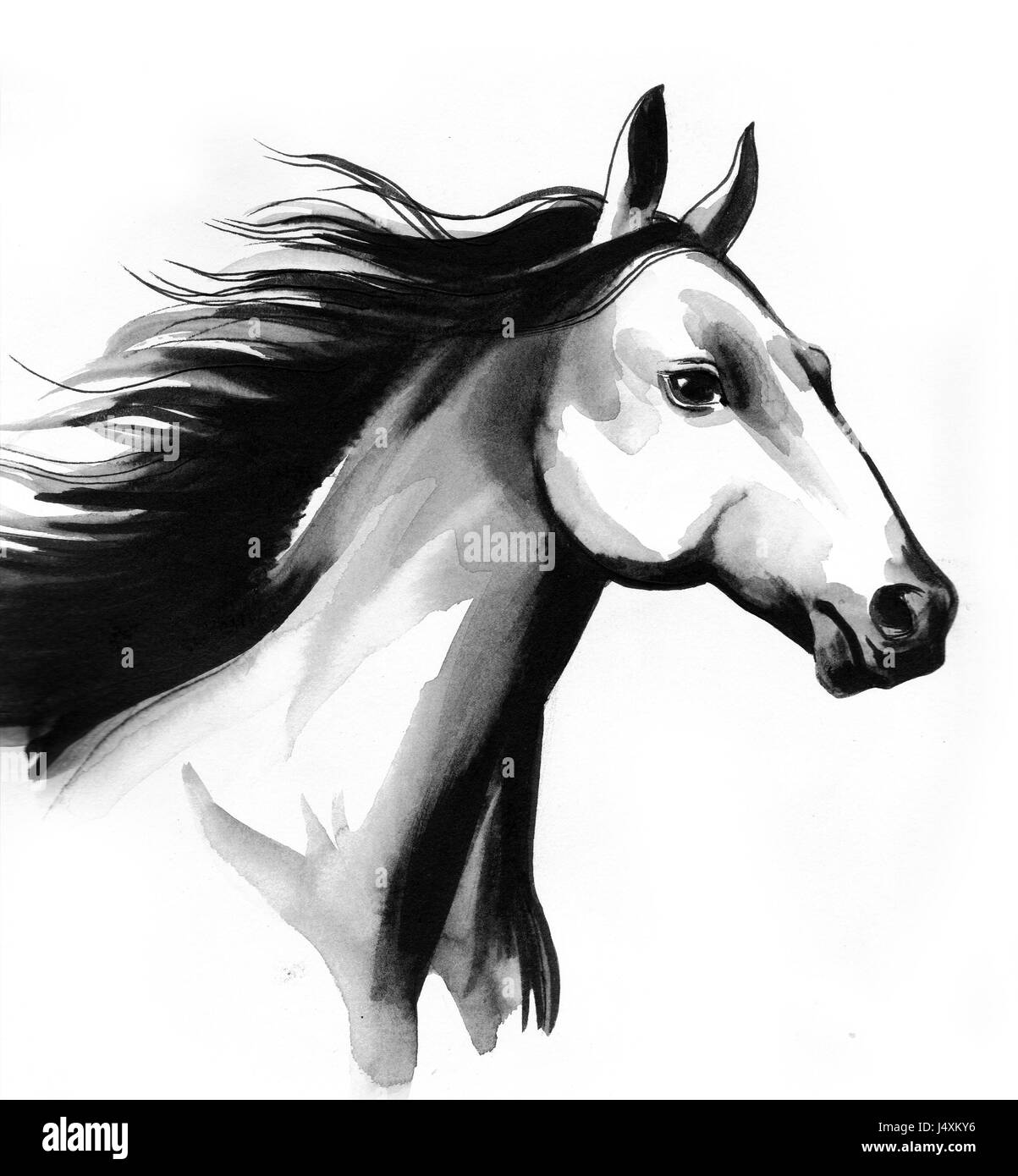 Noble Horses - Beautiful Detailed Sketches of Horses, Horse Manes in D –  Rachel Mintz Coloring Books