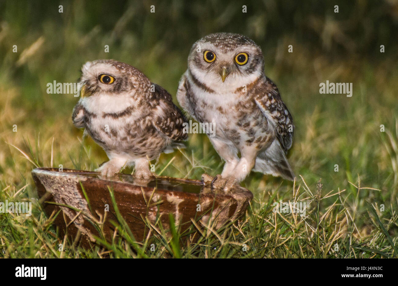 Thirsty Owlets in summer Stock Photo
