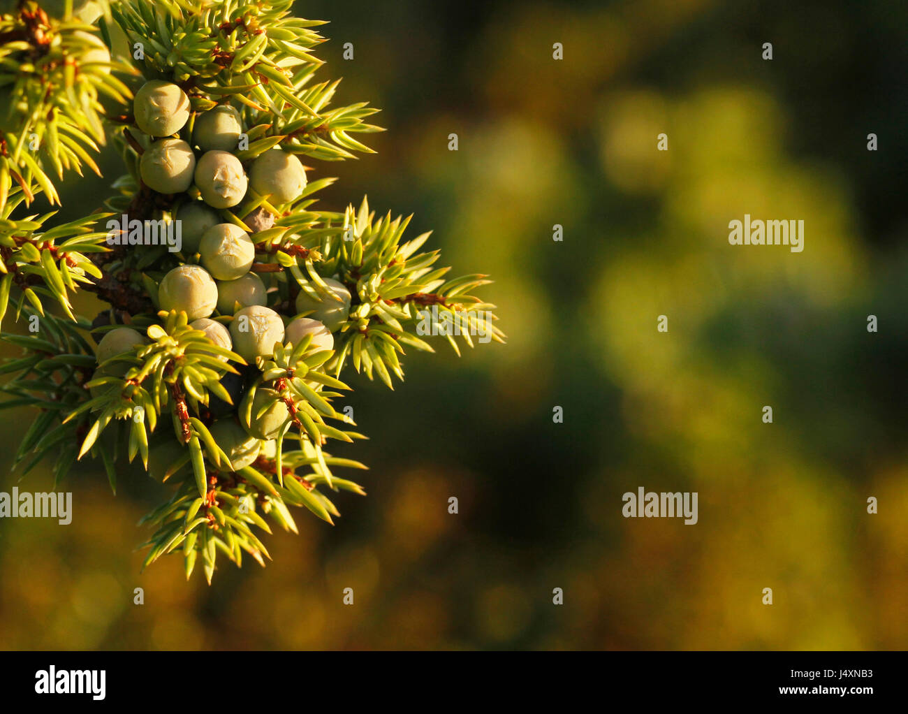 Young berries of common juniper, Juniperus communis, in Kokar, in Aland Island, Finland. Stock Photo