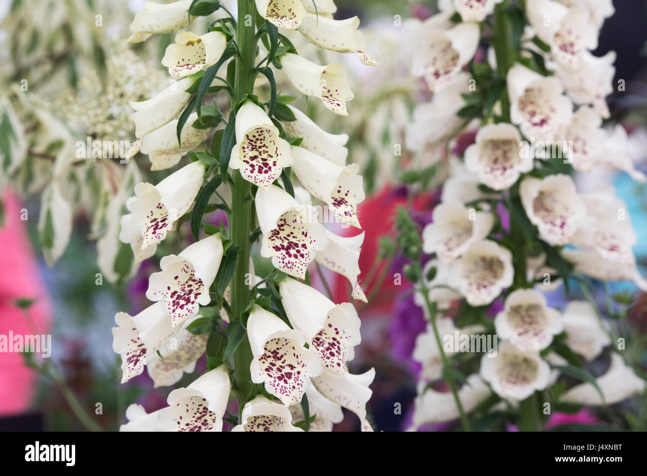 Digitalis Purpurea 'Dalmatian Cream'. Foxglove Stock Photo