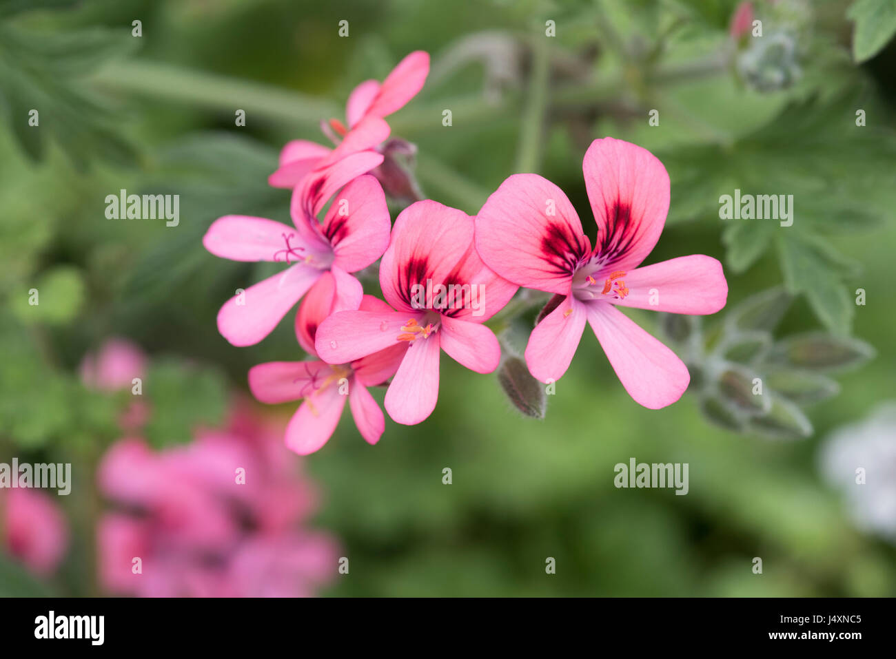 Pelargonium 'Roller's Satinique' flowers. Scented Geranium Stock Photo