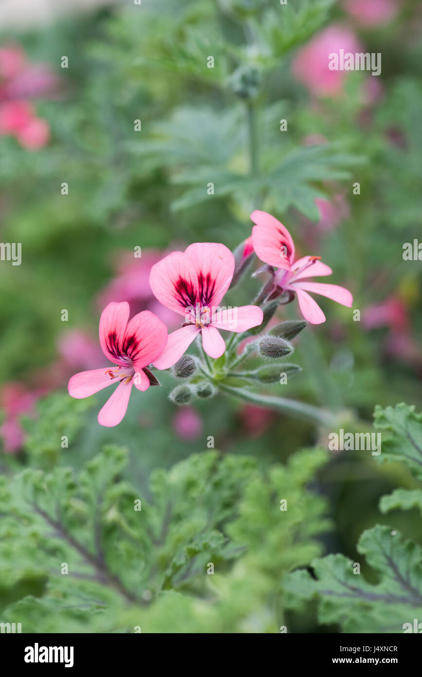Pelargonium 'Roller's Satinique' flowers. Scented Geranium Stock Photo