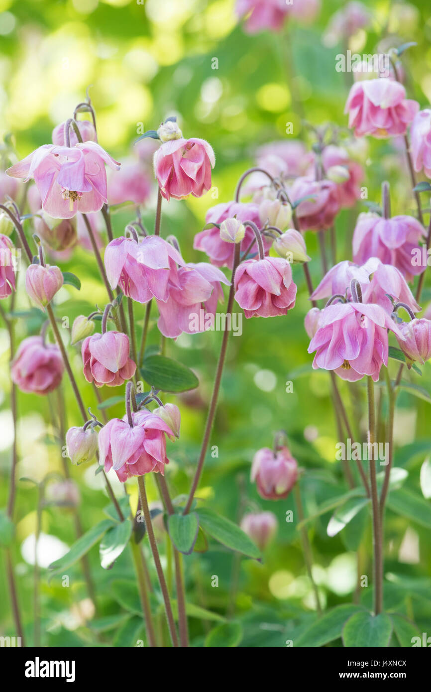 Aquilegia vulgaris. Pink Columbine flowers in a garden border. UK Stock Photo