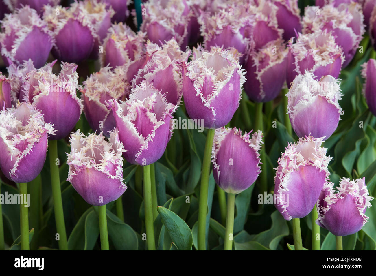 Cummins Fringed Tulips, Purple Tulips