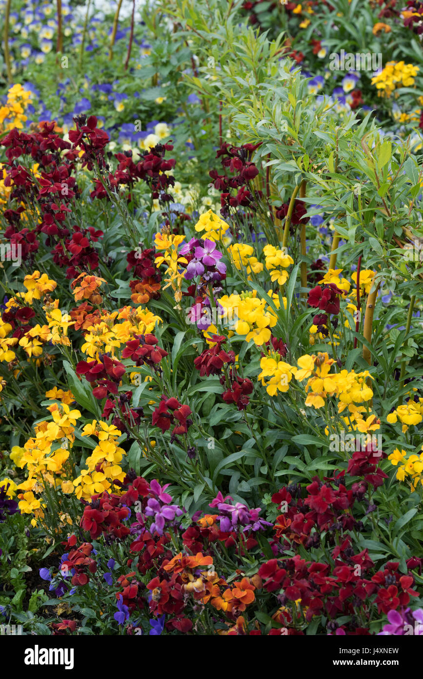 Wallflowers uk hires stock photography and images Alamy