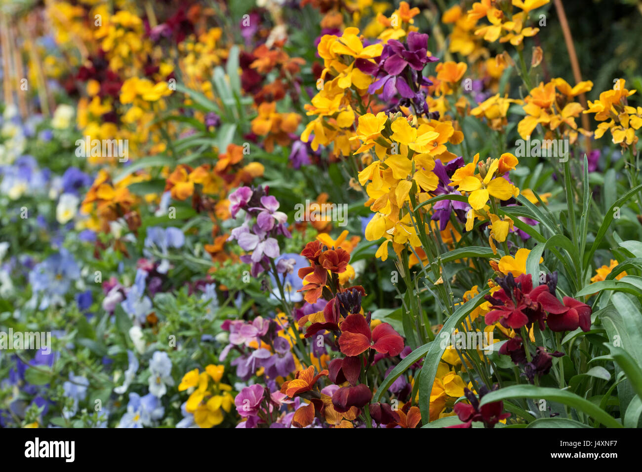 Erysimum. Colourful wallflowers in a spring border. UK Stock Photo