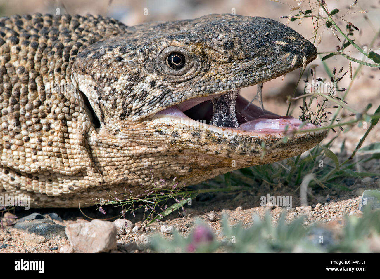 Varano Delle Rocce Varanus Albigularis White Throated Rock Monitor Stock Photo Alamy