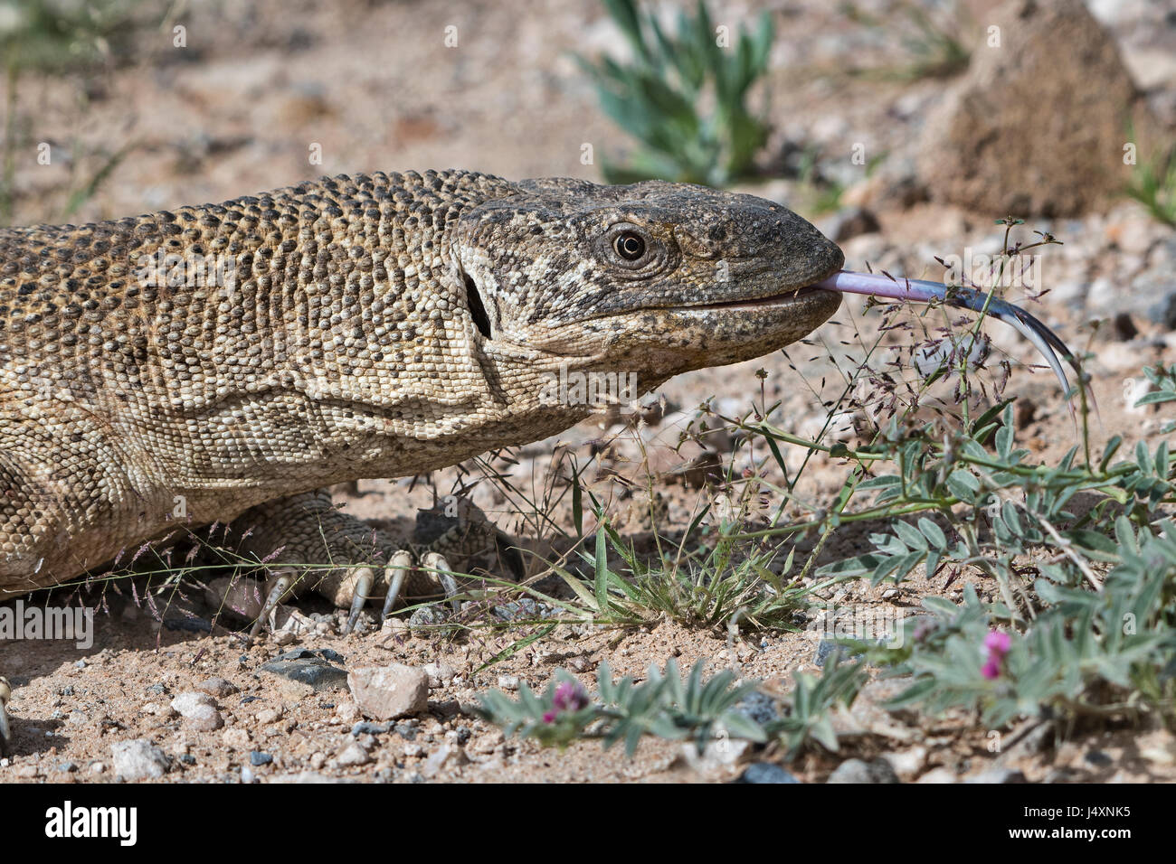 Varano Delle Rocce Varanus Albigularis White Throated Rock Monitor Stock Photo Alamy