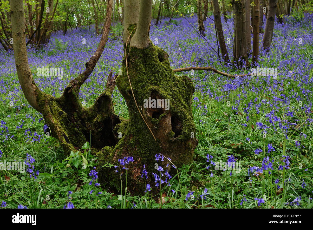 bluebell wood near Guestling Thorn, East Sussex, United Kingdom Stock Photo