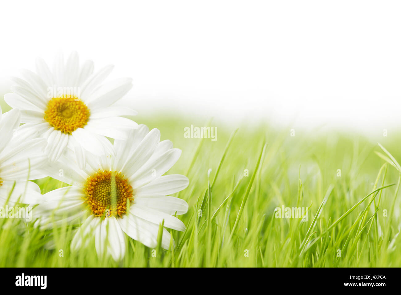 White daisy flowers in green grass isolated on white background Stock ...