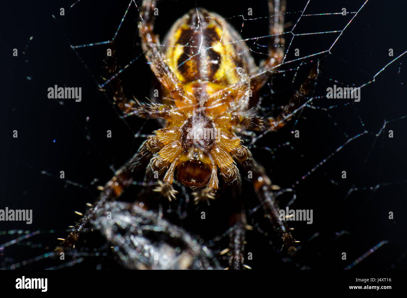 Close up of a European garden spider (cross spider) in its web Stock Photo