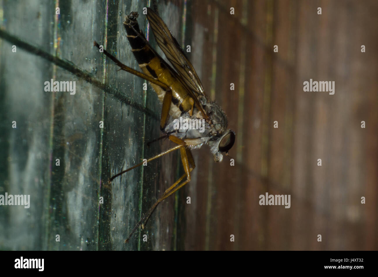 Assassin fly on a glass pane Stock Photo