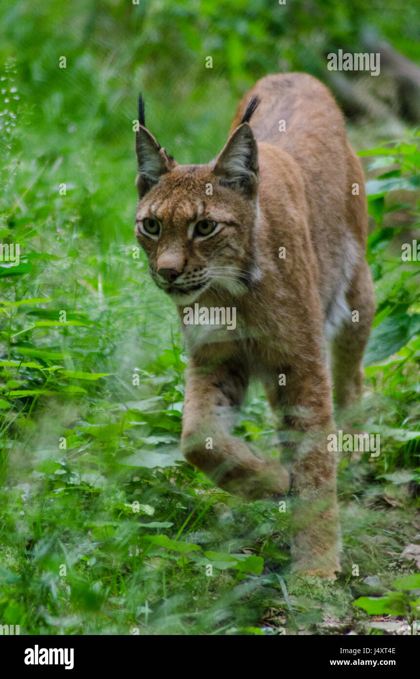 Lynx in forrest Stock Photo