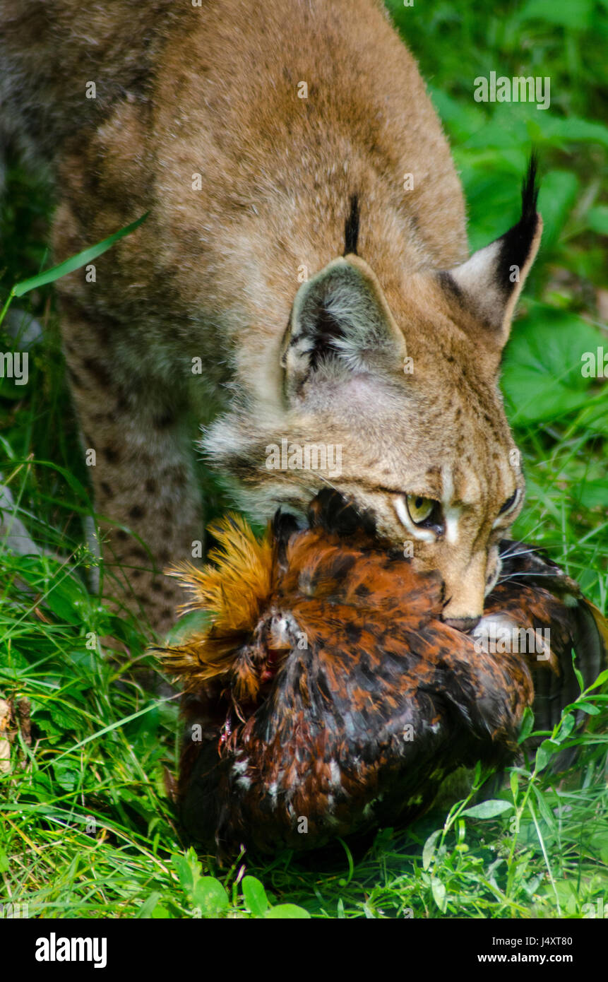 Lynx feeding Stock Photo