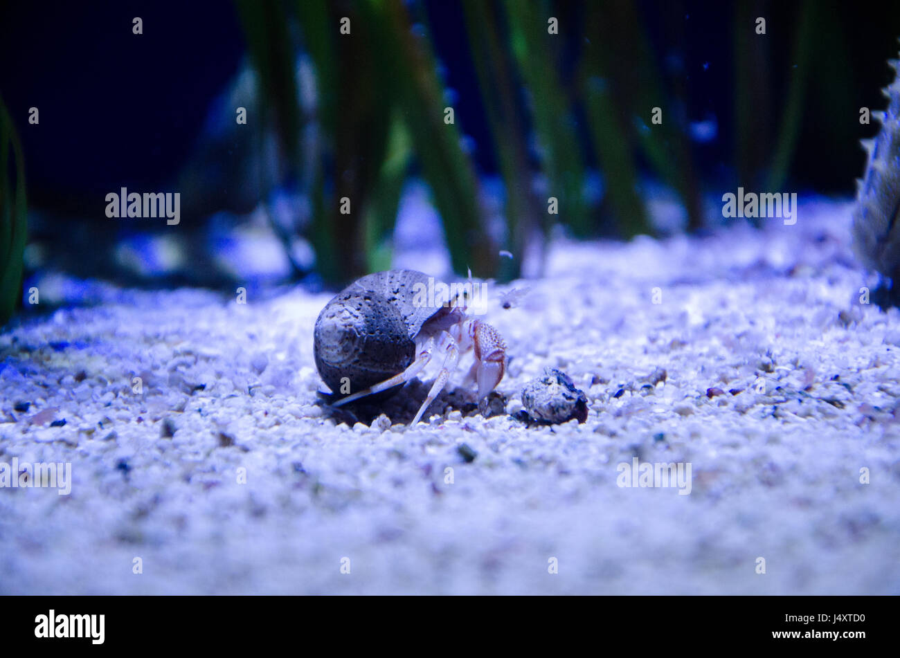 Hermit crab underwater Stock Photo