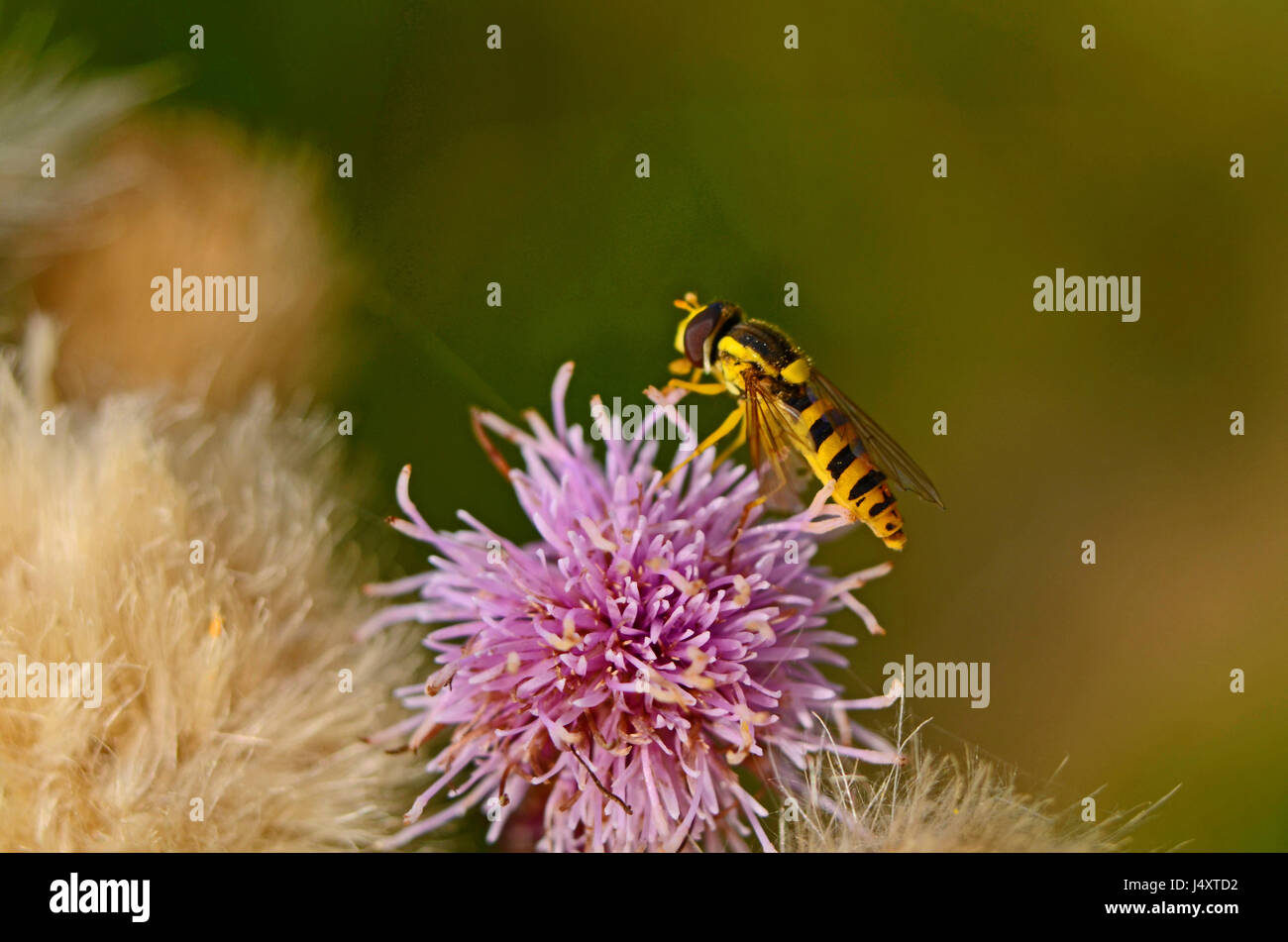 Hoverfly on a flower Stock Photo