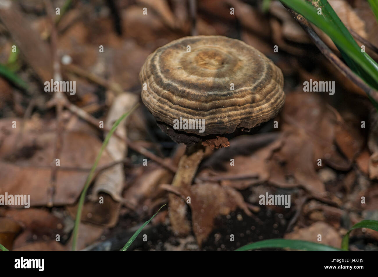A mushroomtype fungus growing in the leaf litter of the Amazon