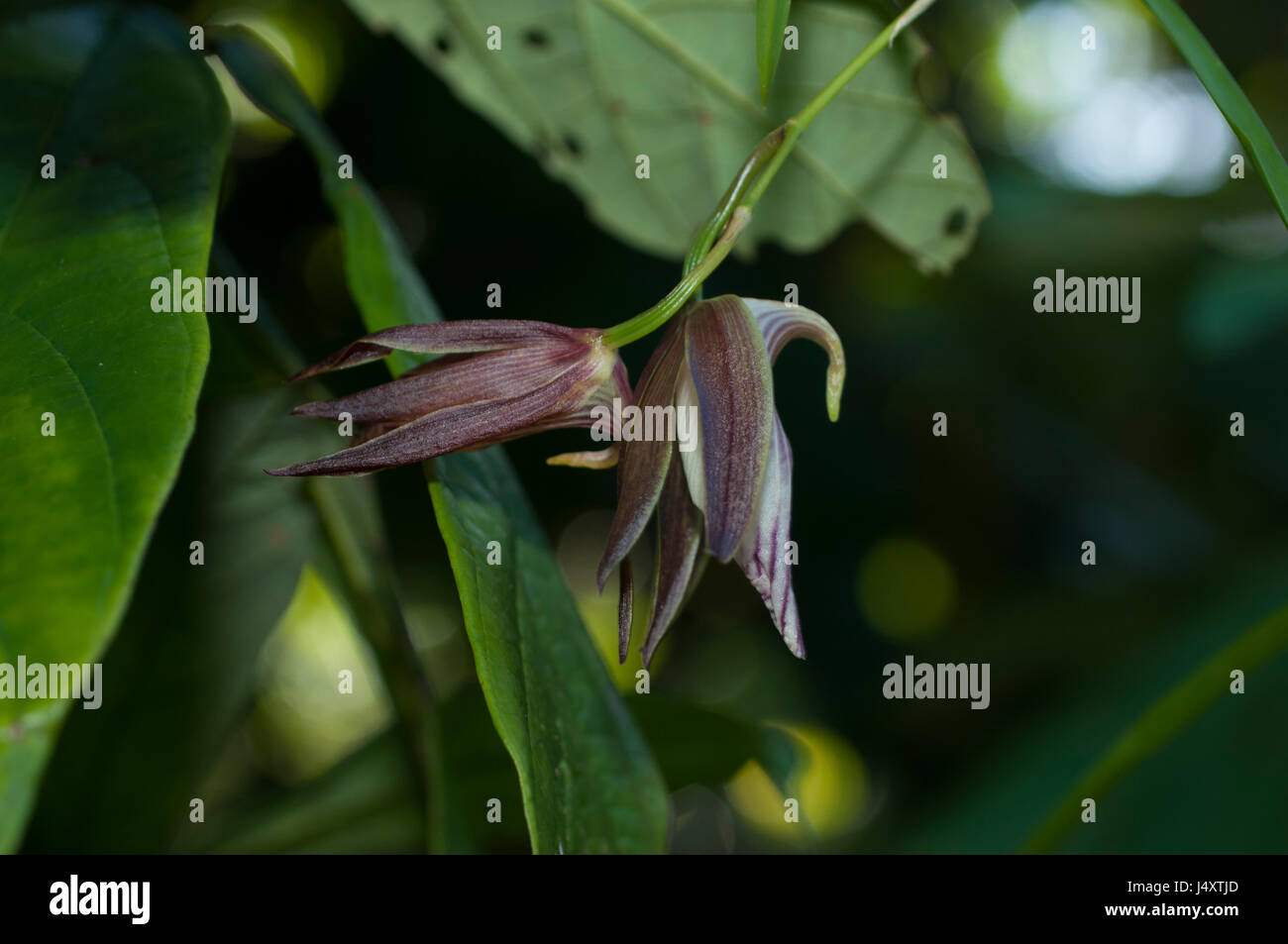 An orchid flower about to bloom in the Amazon Rainforest Stock Photo