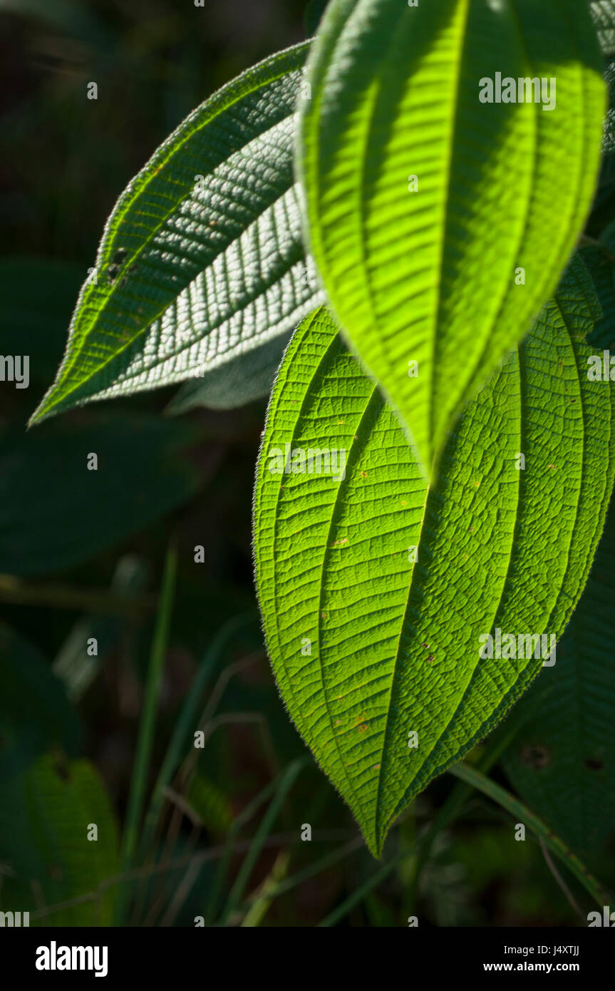 Sun shining through rainforest hi-res stock photography and images - Alamy
