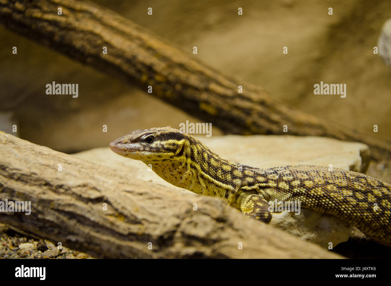 Large lizard on a stone Stock Photo