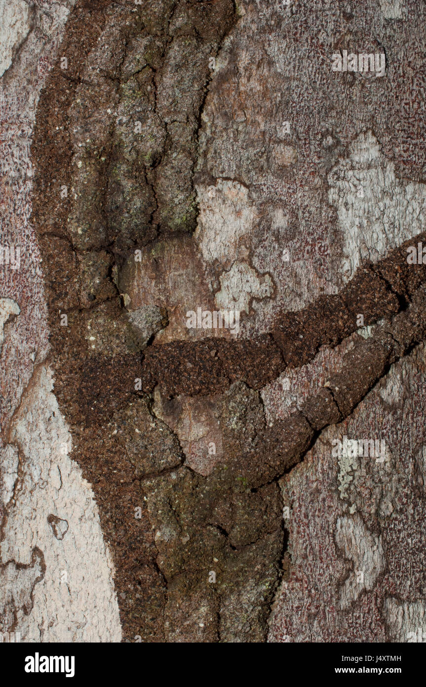 Pattern of tubes built on to a tree trunk by termites, Amazon Rainforest Stock Photo Alamy