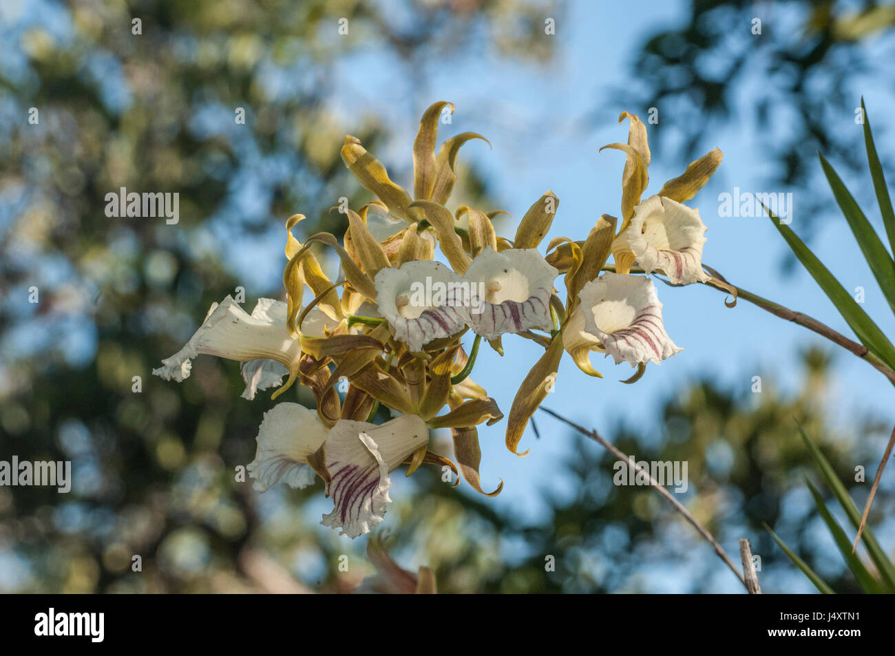 wild orchids growing above the river in the Amazon Rainforest Stock
