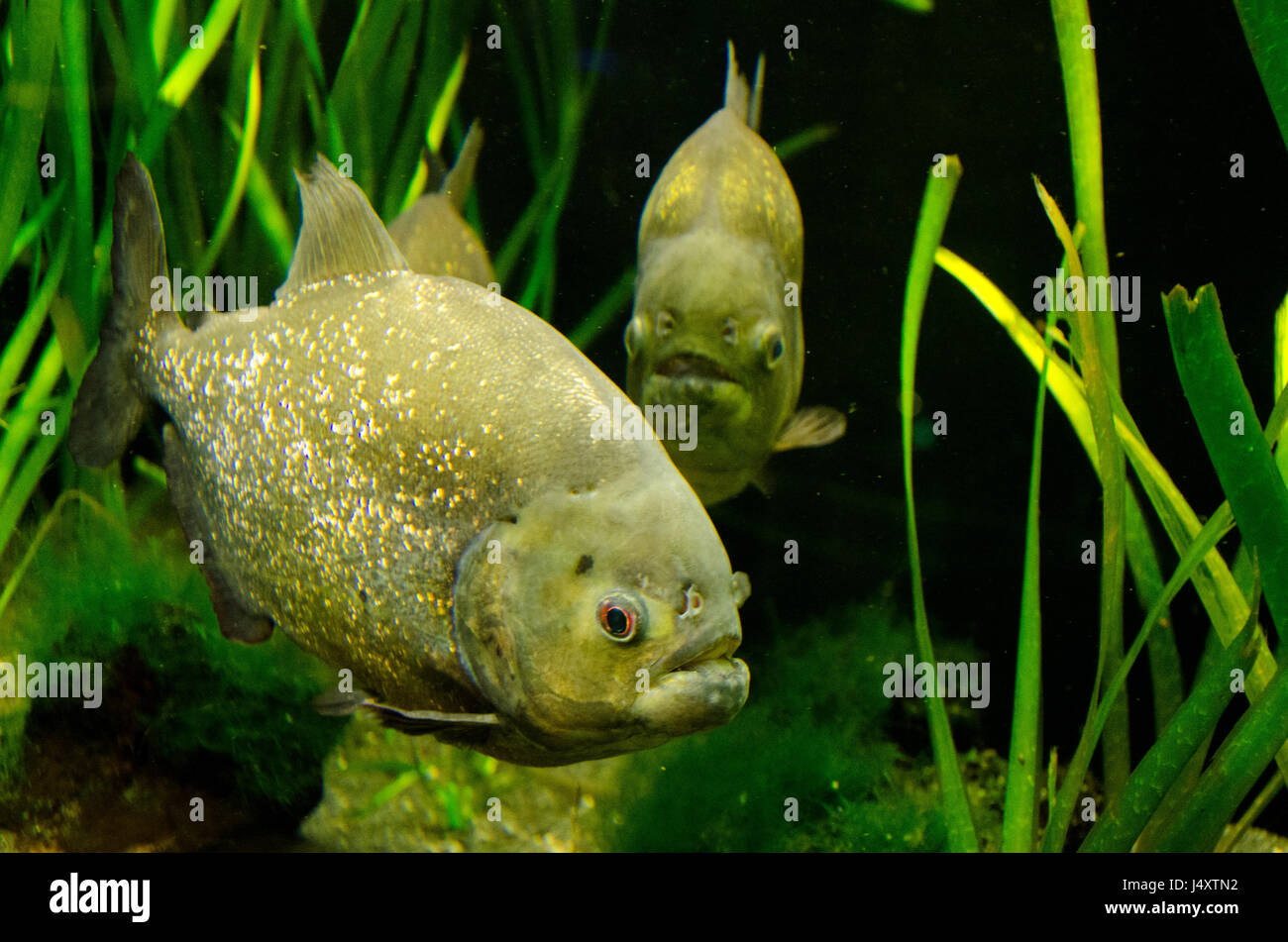 Piranhas in an aquarium Stock Photo