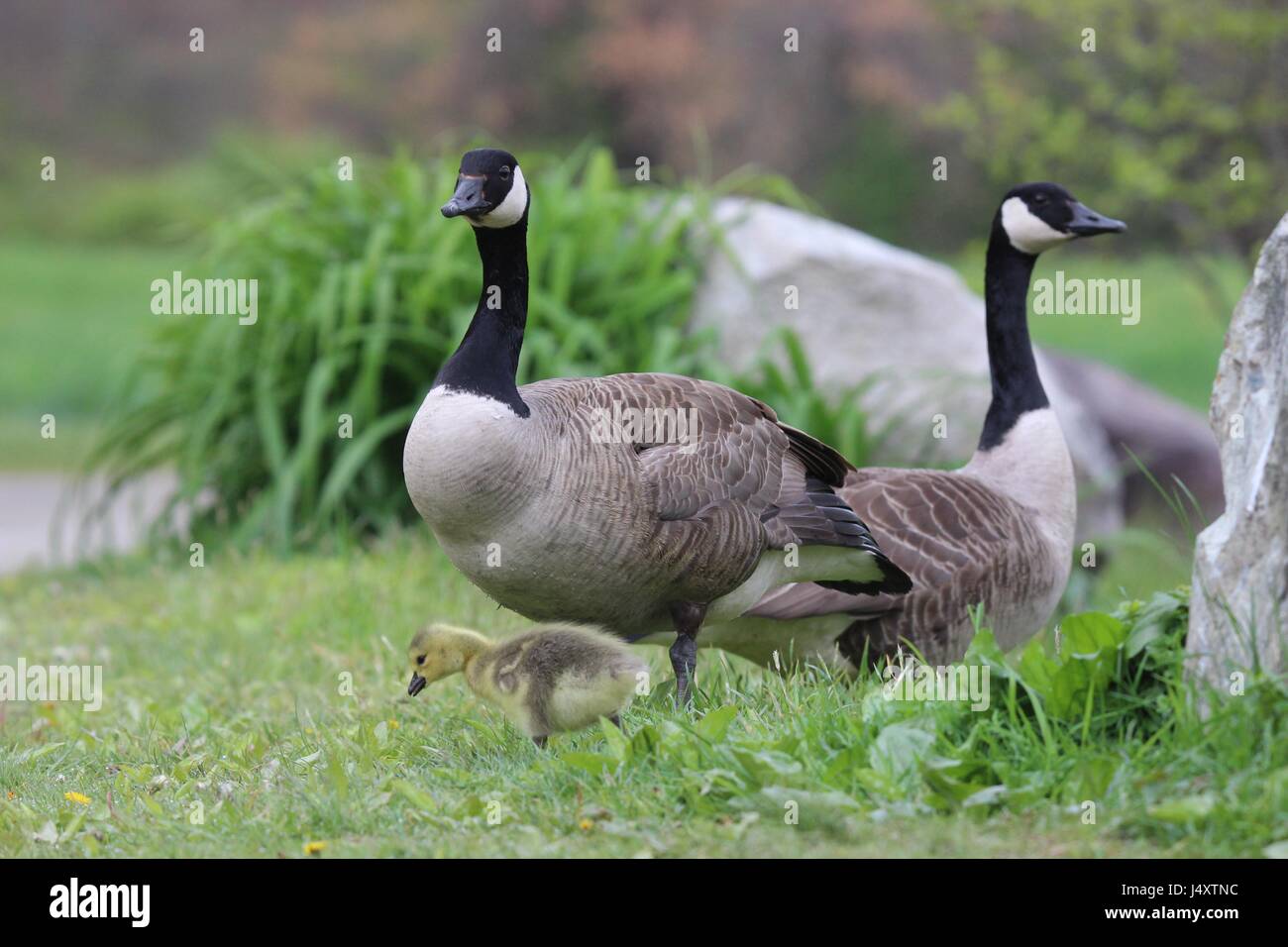 A Canada Goose Branta canadensis family, with one gosling, standing near a pond. Stock Photo