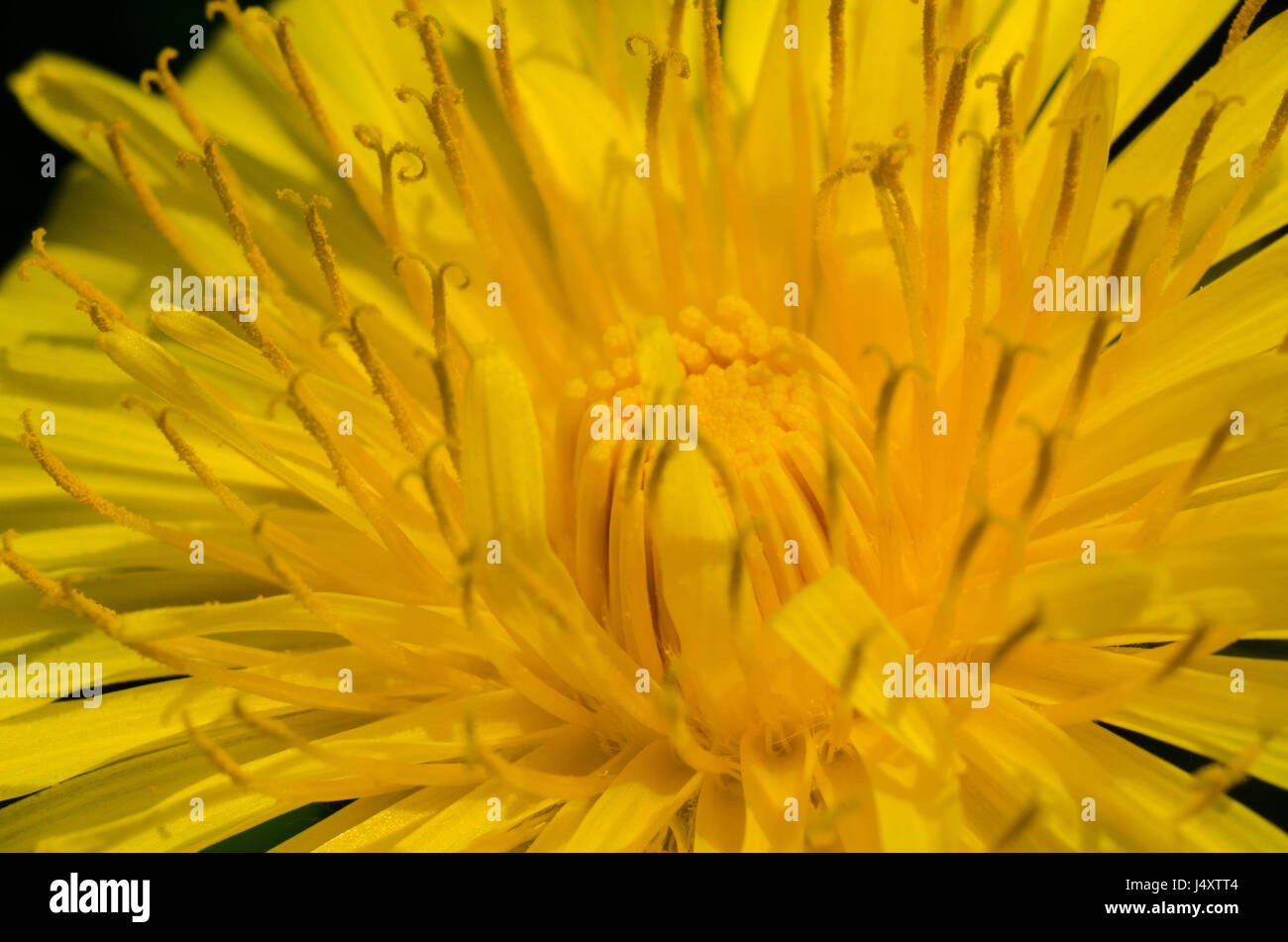 Closeup of a danelion flower Stock Photo