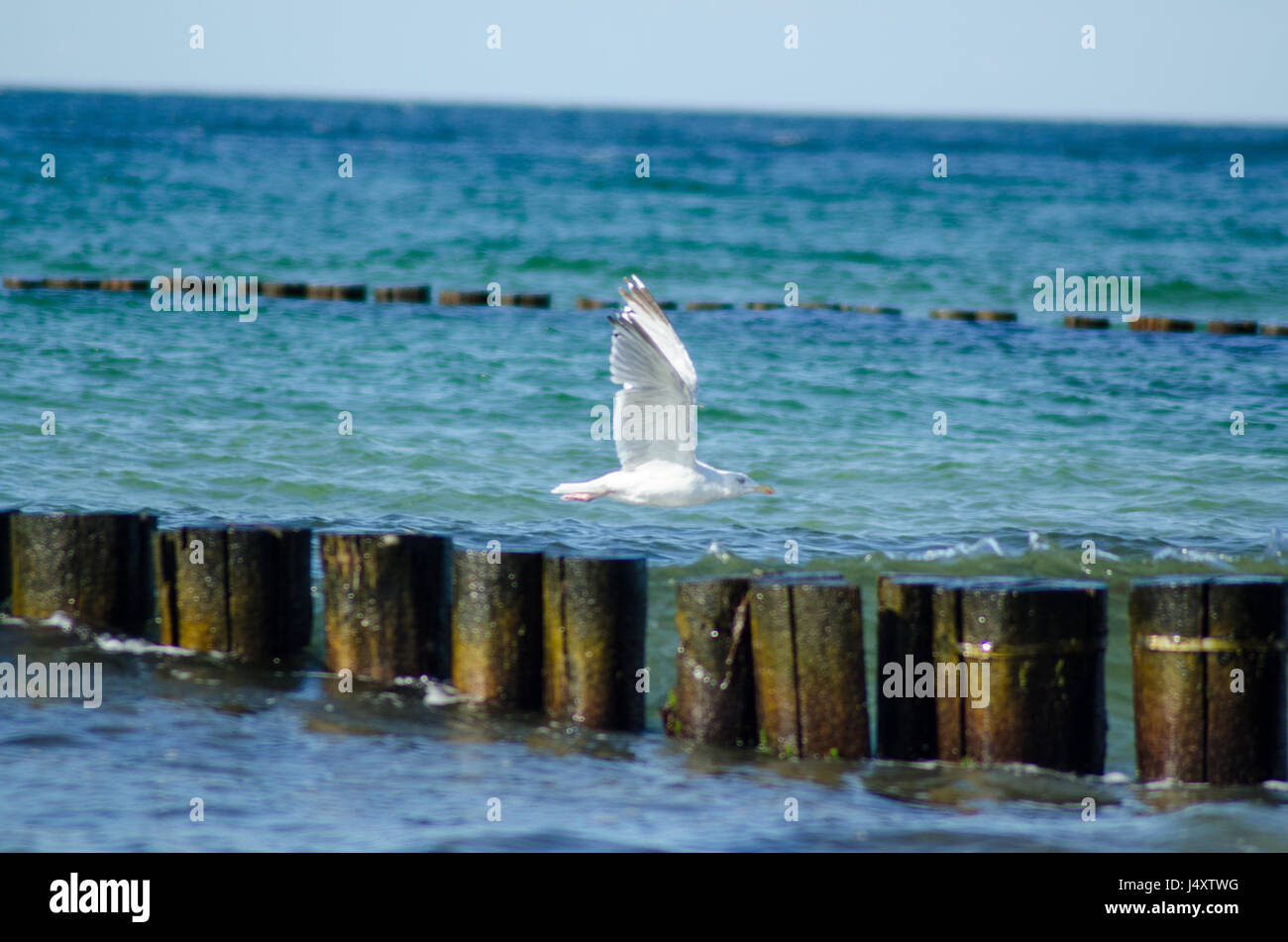 Seagull flying over tidal groins Stock Photo